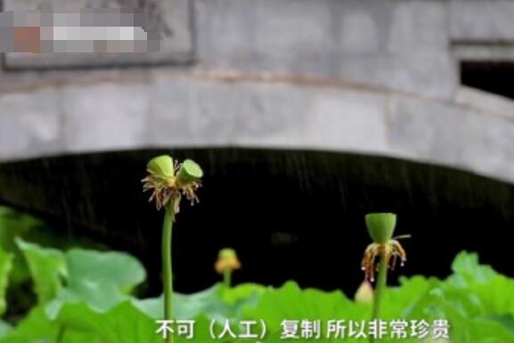 怒了！南京玄武湖并蒂蓮被游客摘下是怎么回事？(圖3)