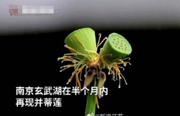 怒了！南京玄武湖并蒂蓮被游客摘下是怎么回事？(圖2)