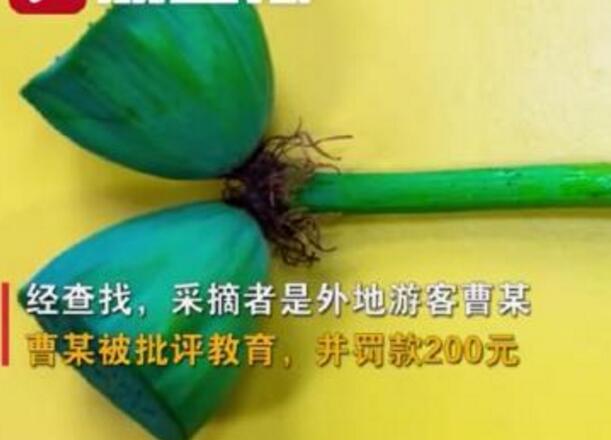 怒了！南京玄武湖并蒂蓮被游客摘下是怎么回事？(圖1)