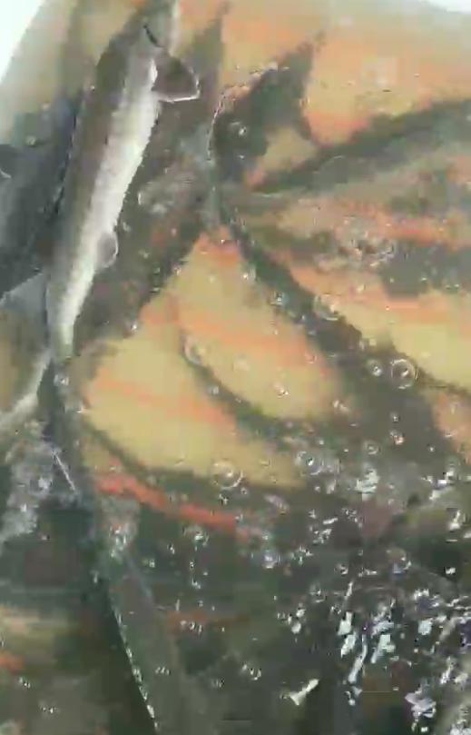 暴雨過后，上千萬斤養(yǎng)殖大型鱘魚從甘肅流入廣元…(圖2)
