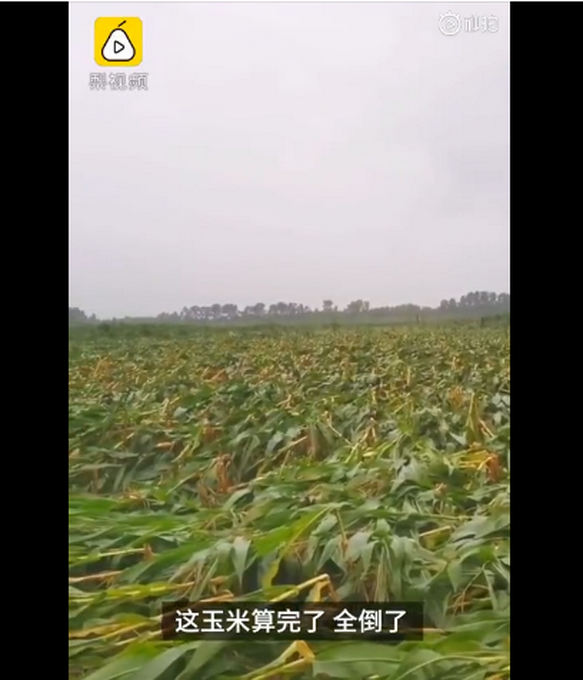 臺風(fēng)“美莎克”致吉林玉米大面積倒伏，像棉被一樣鋪在地上，減產(chǎn)已成定局