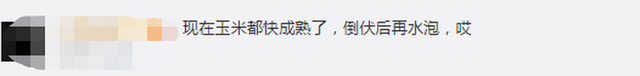 臺(tái)風(fēng)“美莎克”致吉林玉米大面積倒伏，像棉被一樣鋪在地上，減產(chǎn)已成定局(圖3)